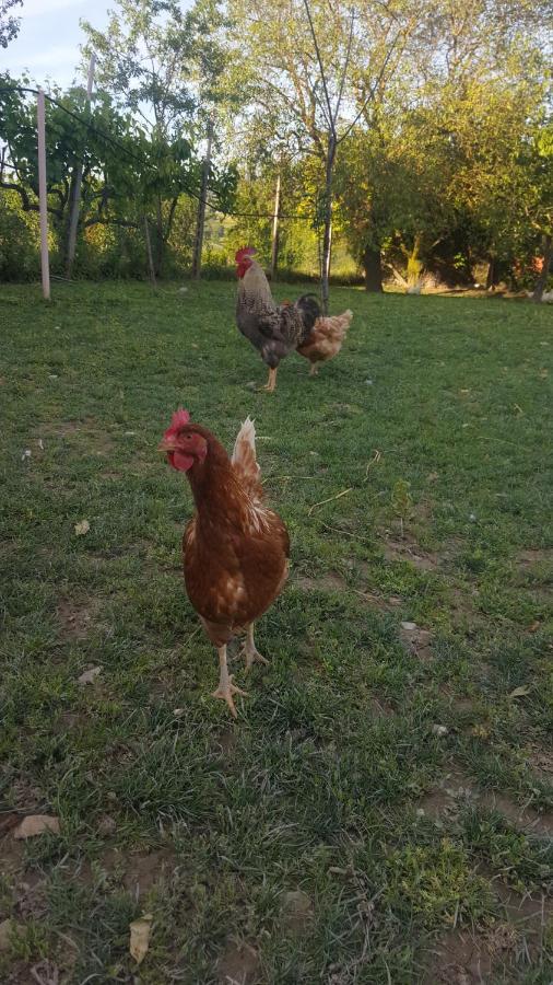 Agriturismo La Ginestrella Civitella D'Arna Экстерьер фото